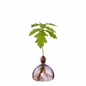Ilex Acorn Vase